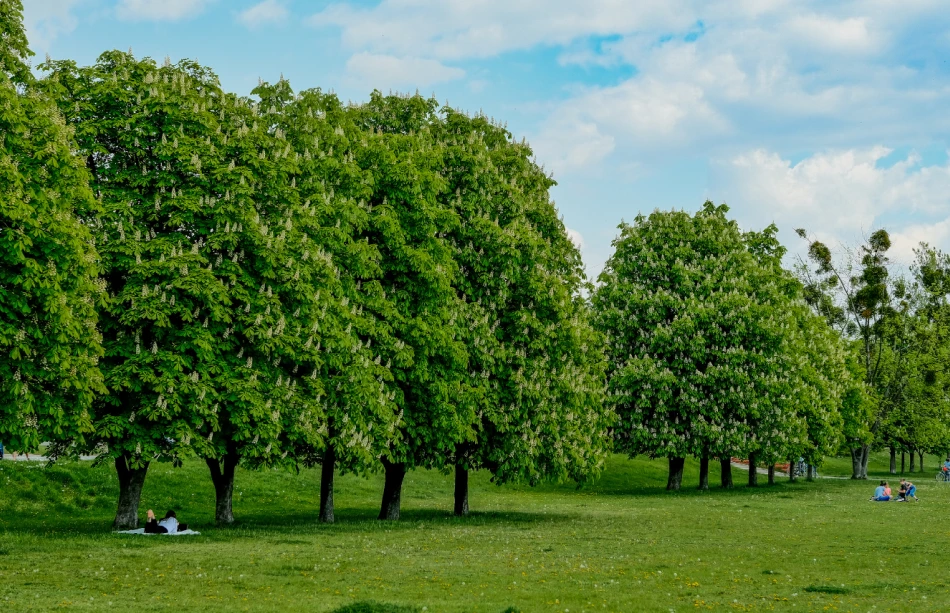 Commercial Tree Services