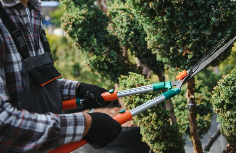 Tree Trimming