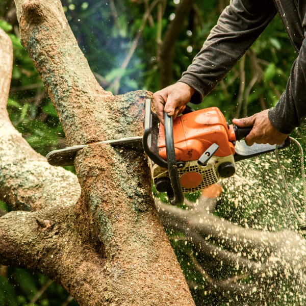 chainsaw used for cutting tree